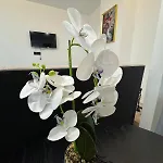 Ianmamaia
