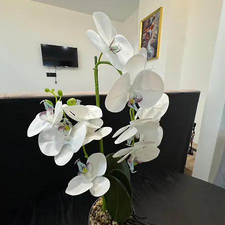 Ianmamaia